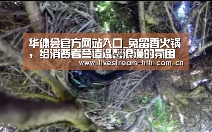 华体会官方网站入口_兔留香火锅,给消费者营造温馨浪漫的氛围(图3) 华体会app